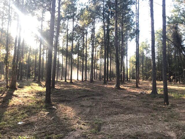 Underbrush Clearing And Mulching Longview